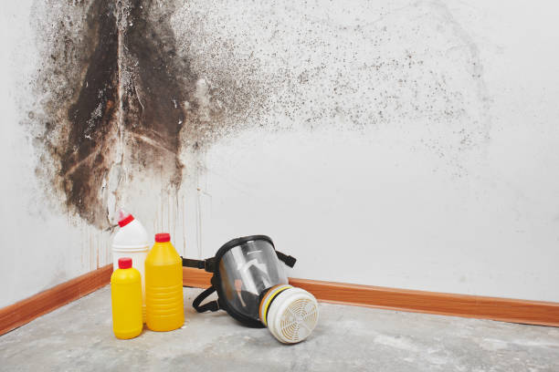Best Health and Safety Mold Remediation in Springdale, SC