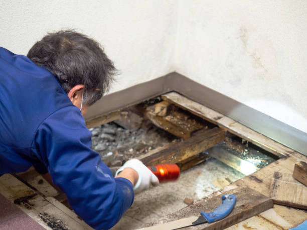 Best Post-Flood Mold Remediation in Springdale, SC