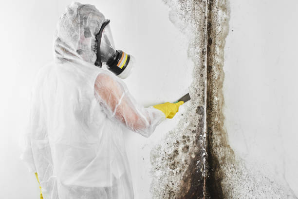 Best HVAC Mold Remediation in Springdale, SC