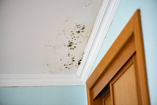 Best Kitchen Mold Remediation in Springdale, SC