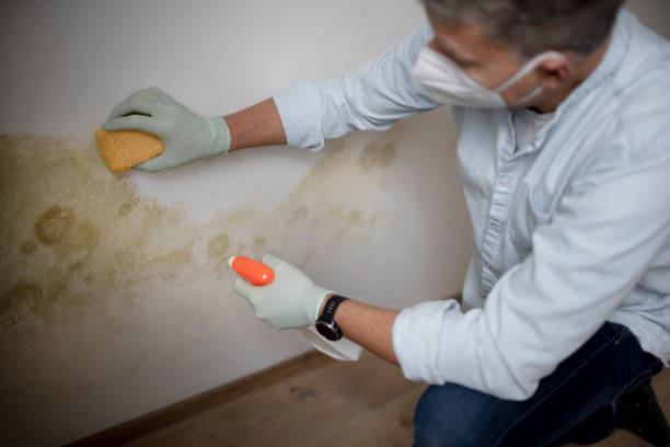 Best Attic Mold Remediation in Springdale, SC