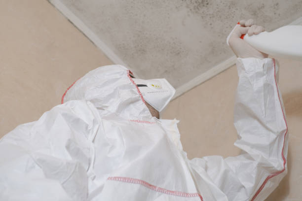 Best Emergency Mold Remediation in Springdale, SC