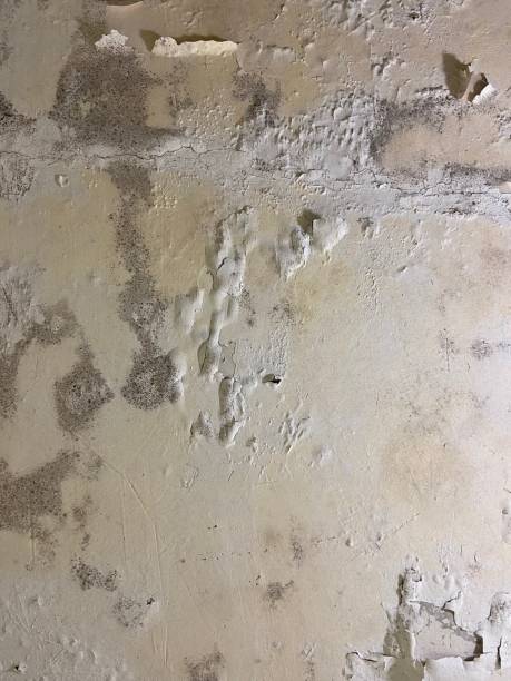 Best White Mold Remediation in Springdale, SC