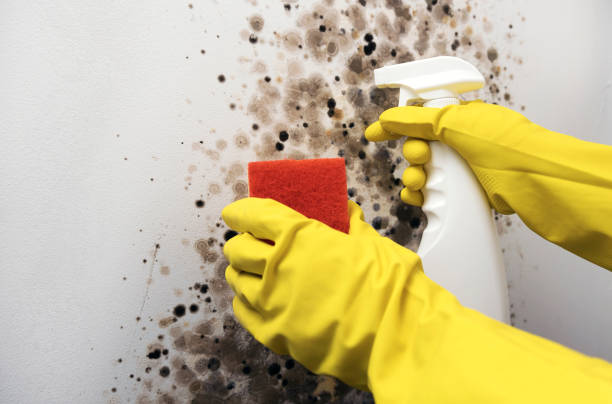 Best Localized Mold Remediation (e.g., coastal areas, humid climates) in Springdale, SC
