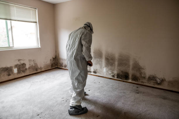 Best Mold Testing and Inspection Services in Springdale, SC