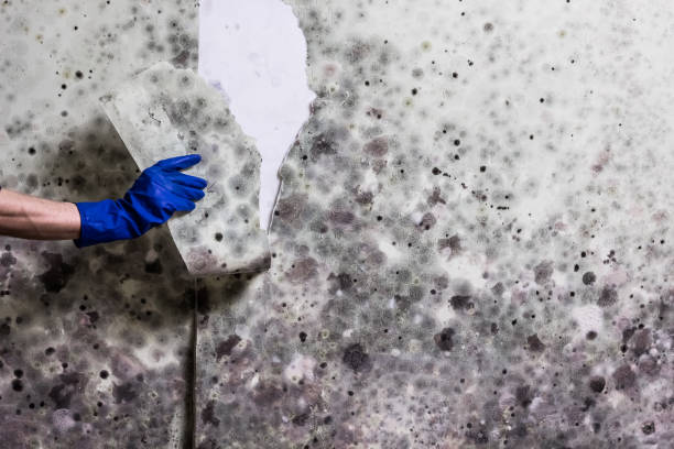 Best Preventive Mold Services in Springdale, SC